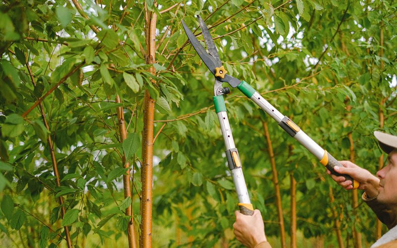 Tree trimming in Beaverton, AL