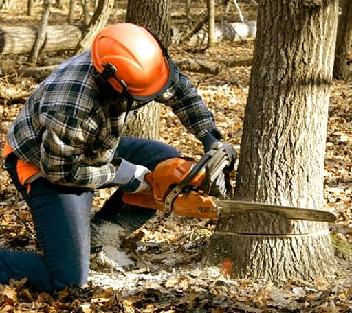 Tree Removal in Beaverton, AL